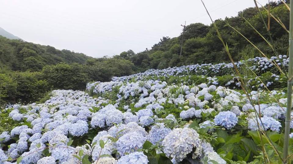 陽明山繡球花爆開季來臨 公布開園日 新增8000坪園區爽拍 Tripgo 旅行趣 Tripgo 旅行趣